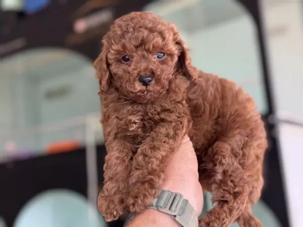 Yasal Ruhsatlı Çifrlikde Ziyarete Açık Toy Poodle
