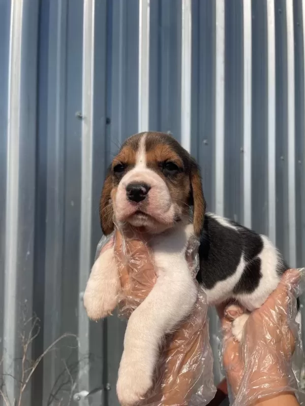İrk Ve Sağlık Garantili Beagle Yavrular