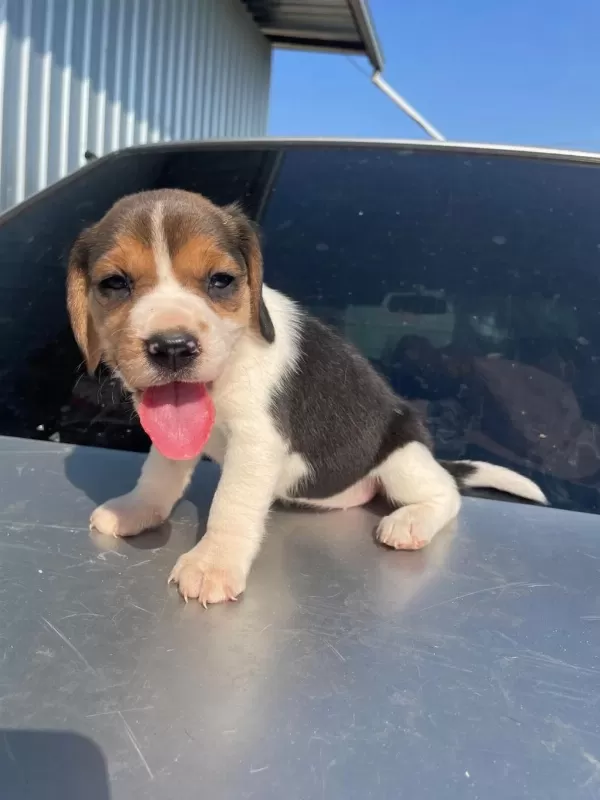 İrk Ve Sağlık Garantili Beagle Yavrular