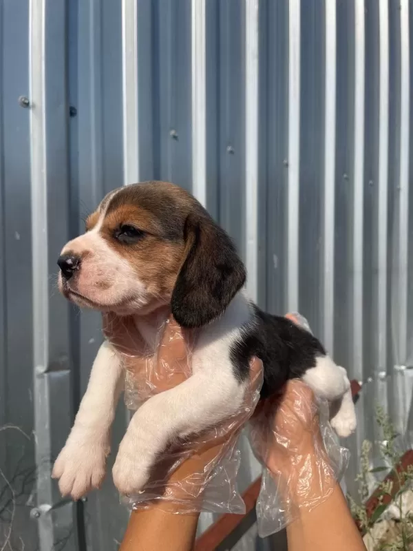 İrk Ve Sağlık Garantili Beagle Yavrular