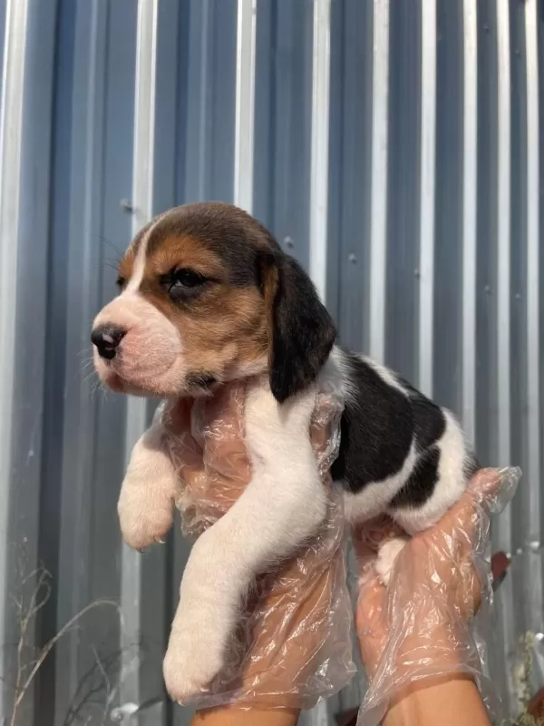 İrk Ve Sağlık Garantili Beagle Yavrular