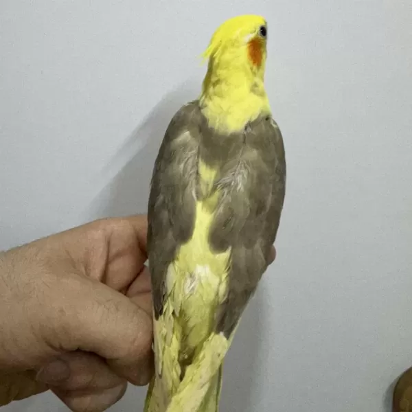 Eğitimli Yavru Sultan Papağanlari