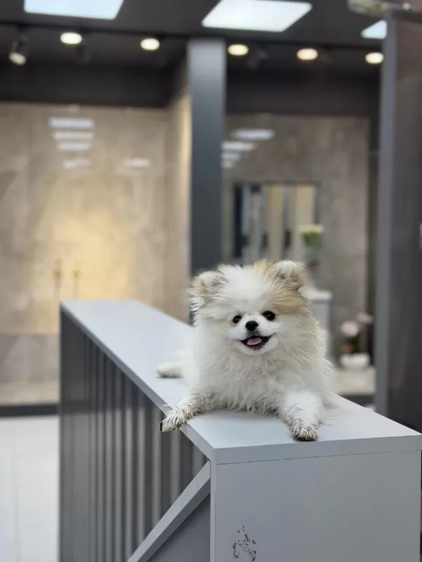 Köpek Pomeranian Boo