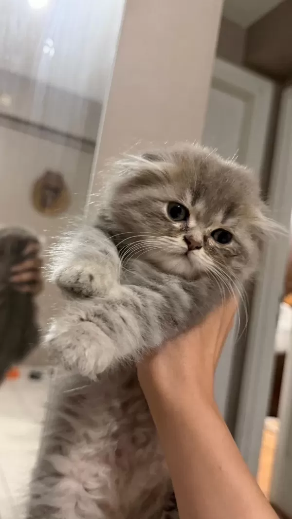 Scottish Fold Kedisi