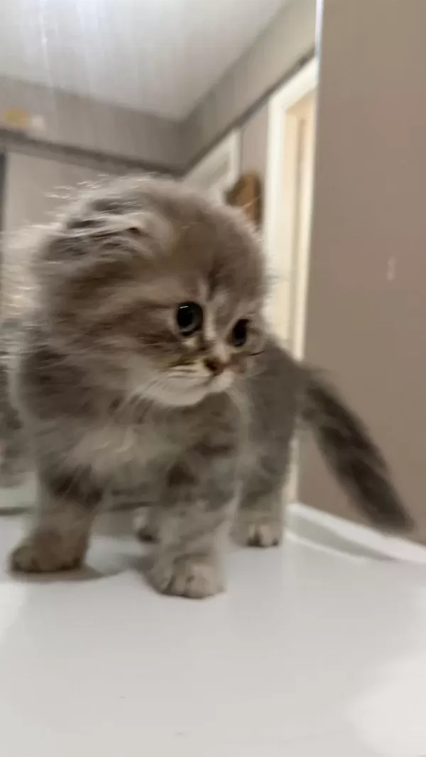 Scottish Fold Kedisi