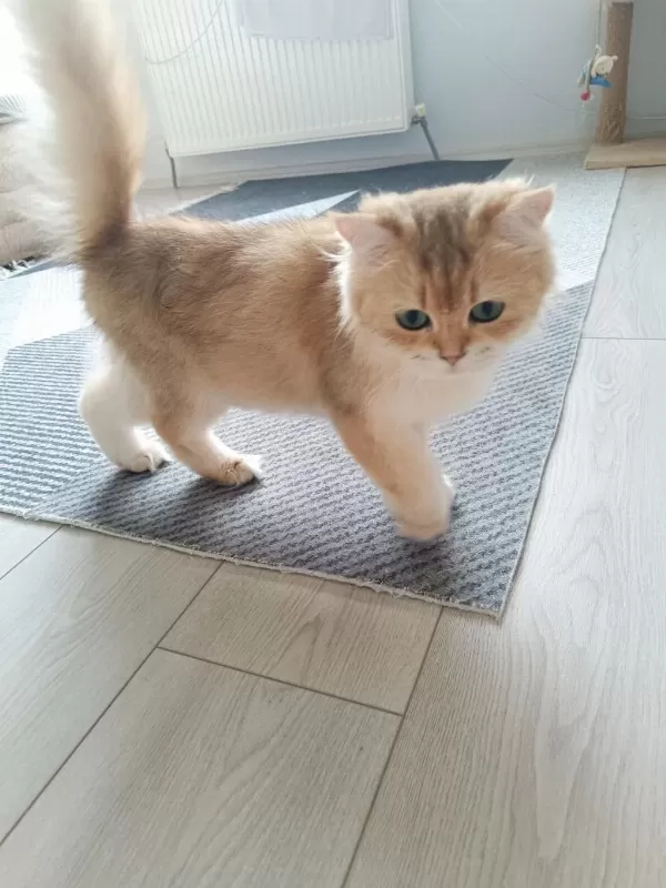 Muhteşem Güzellikte Golden British Longhair