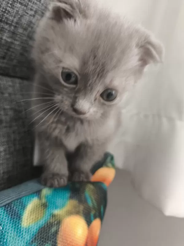 Orjinal Scottish Fold Bebek
