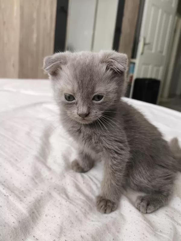 Orjinal Scottish Fold Bebek
