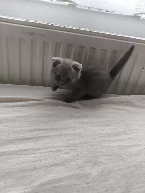 Orjinal Scottish Fold Bebek