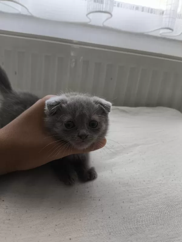 Orjinal Scottish Fold Bebek
