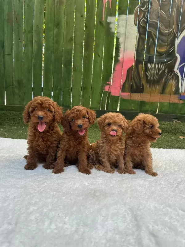 Denizli Merkez Teslime Hazir Poodle Yavrular