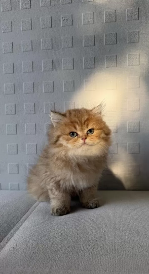British Shorthair Ve Longhair Yavrular
