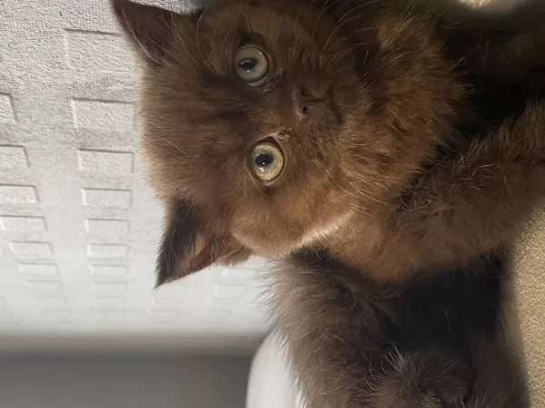 British Shorthair Ve Longhair Yavrular