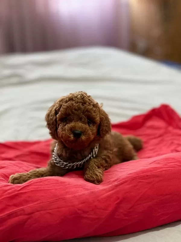 Sağlıklı Teddy Face Poodle