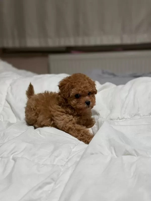 Sağlıklı Teddy Face Poodle