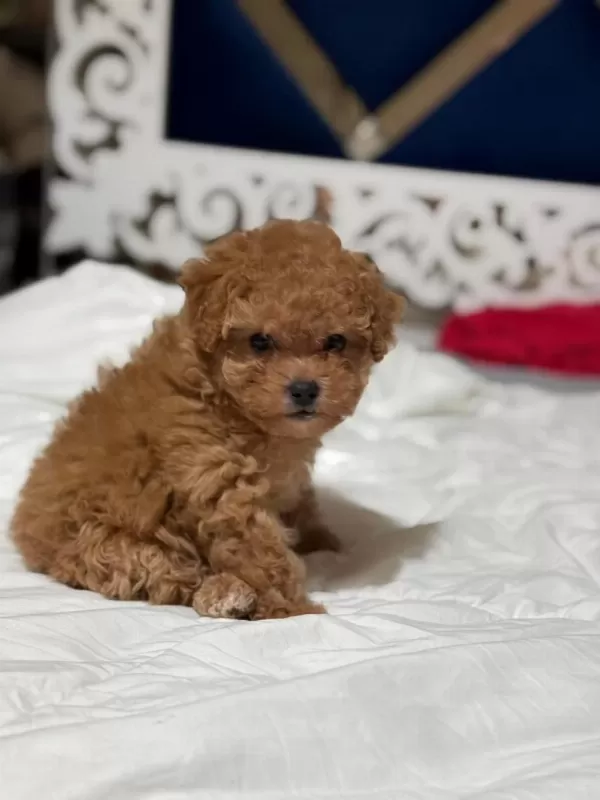 Sağlıklı Teddy Face Poodle