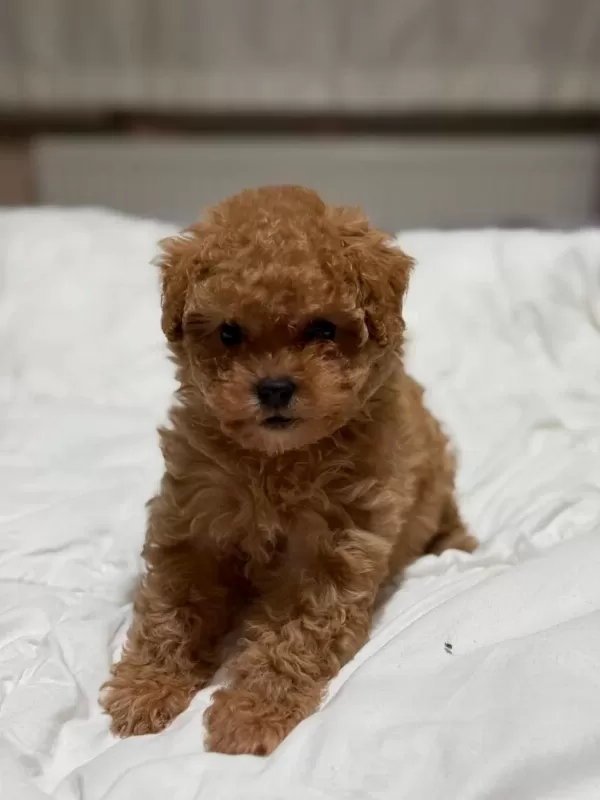 Sağlıklı Teddy Face Poodle