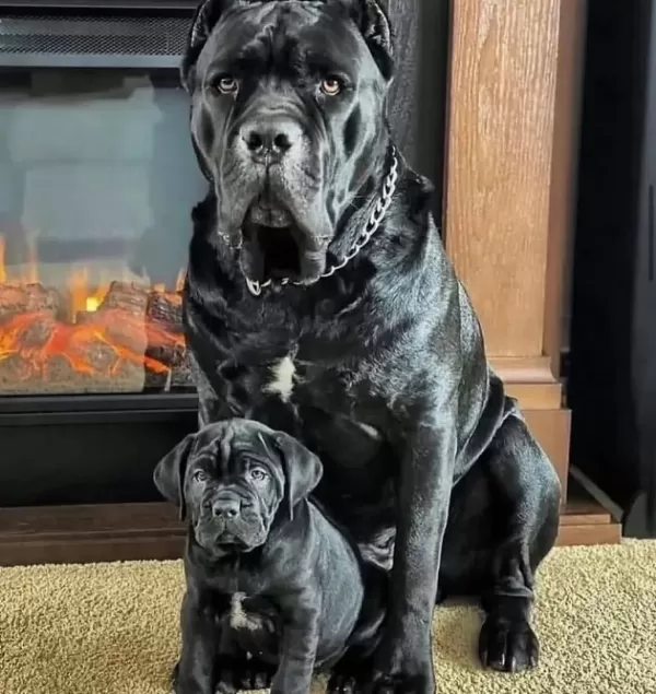 Dişi Erkek Cane Corso Kapıda Ödemeli Güvenli Sistem