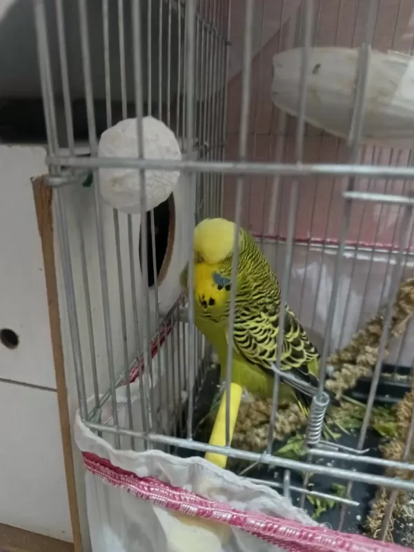 Şov Jumbo Takım Kuşlar 2 Çift Yerli Takım İle Takas Olur