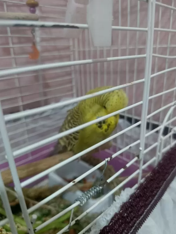 Şov Jumbo Takım Kuşlar 2 Çift Yerli Takım İle Takas Olur