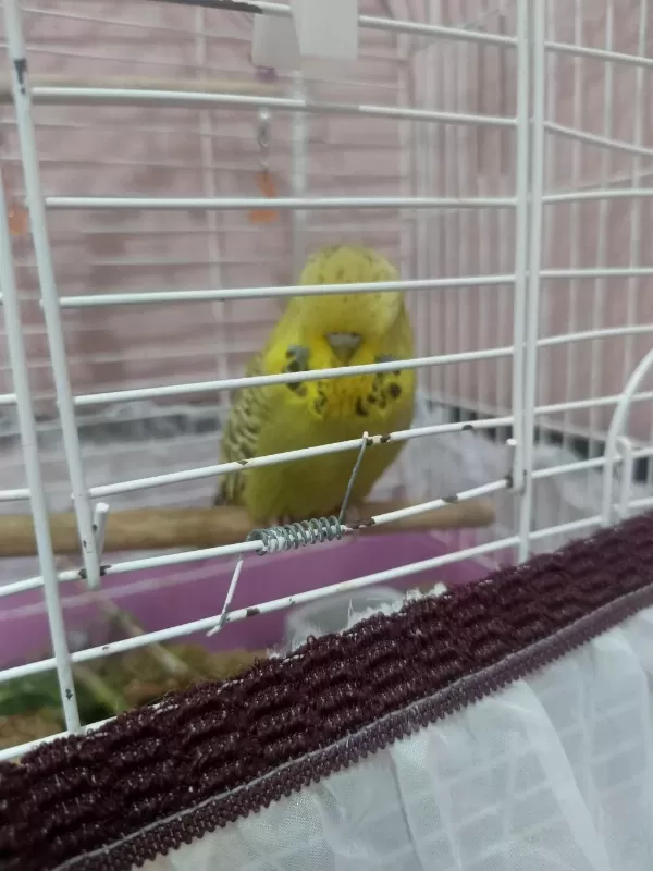 Şov Jumbo Takım Kuşlar 2 Çift Yerli Takım İle Takas Olur