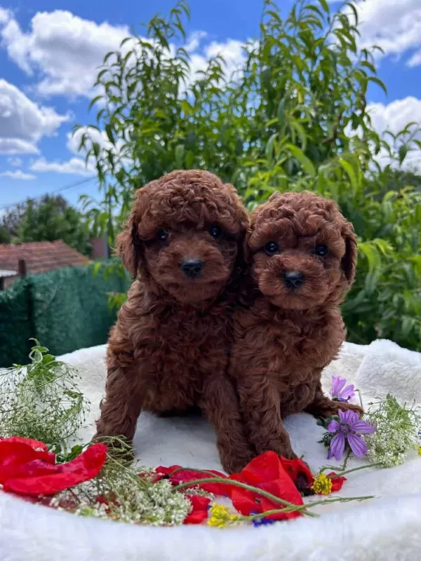 İrk Sağlik Kilo Garantili Red Toy Poodle Yavrular