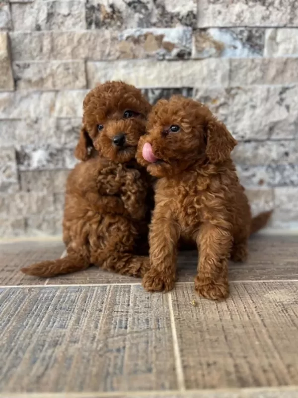 Biblo Güzelliğinde Red Brown Teacup Poodle Bebekler