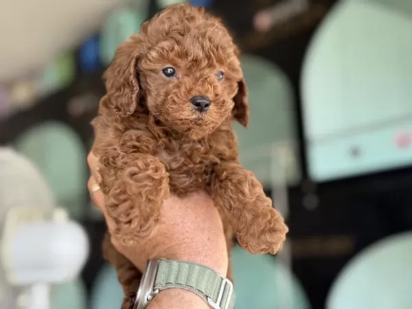 Yasal Ruhsatlı Çiftlikden Toy Poodle Yavrularımız