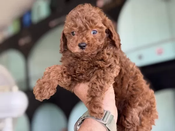 Yasal Ruhsatlı Çiftlikden Toy Poodle Yavrularımız