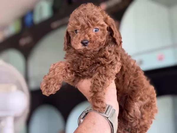 Yasal Ruhsatlı Çiftlikden Toy Poodle Yavrularımız