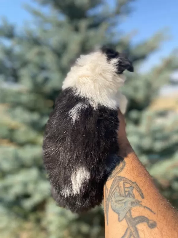 Petmode Köpek Çiftliğinden Border Collie Yavrular
