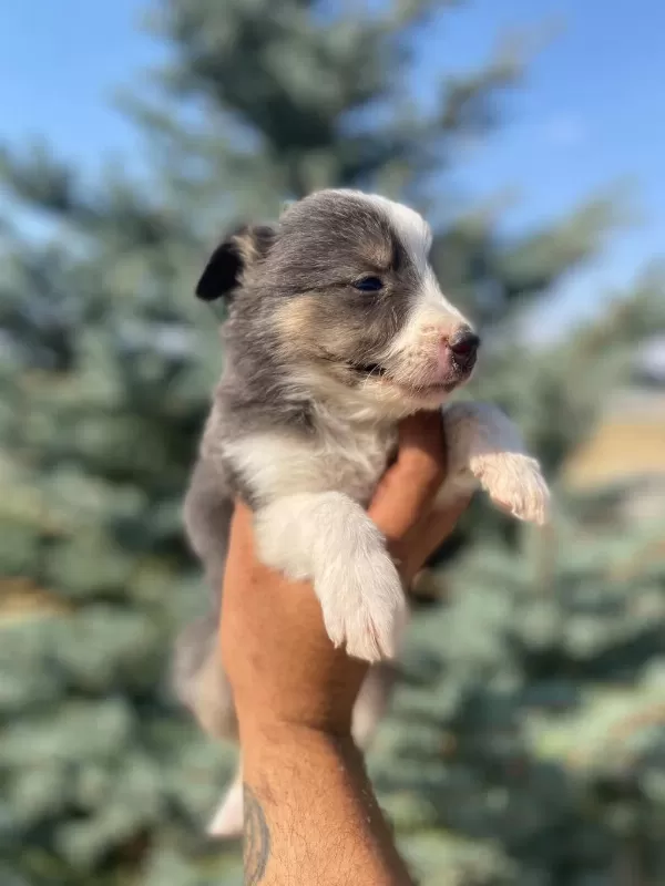 Petmode Köpek Çiftliğinden Border Collie Yavrular