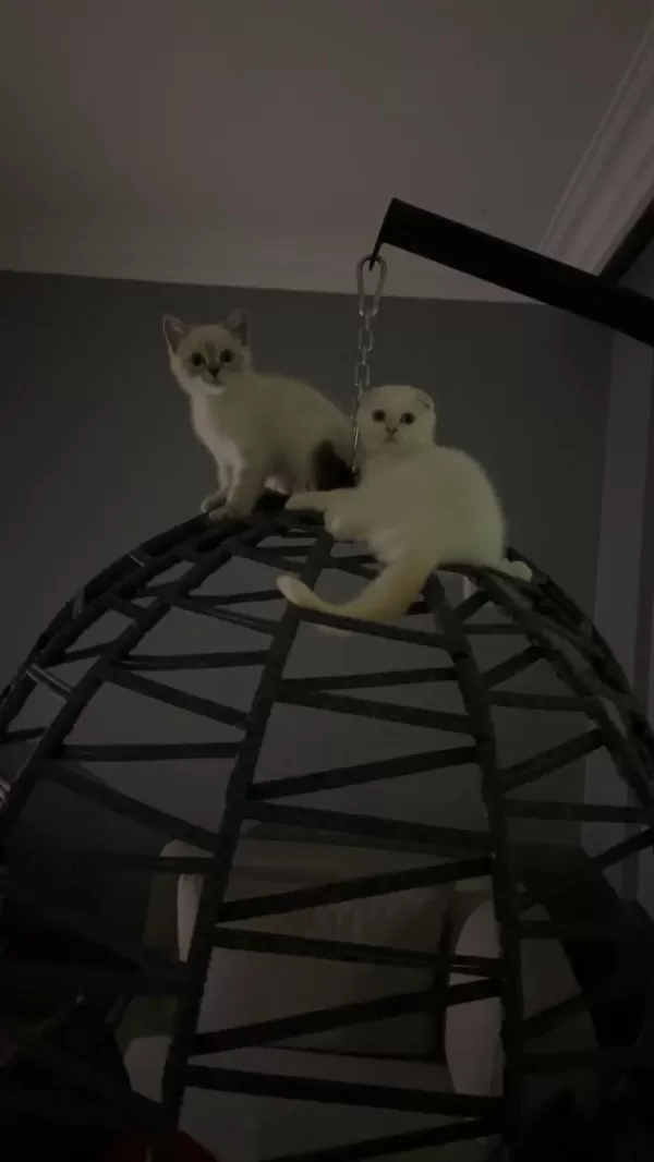 2 Buçuk Aylık Yavru Kediler