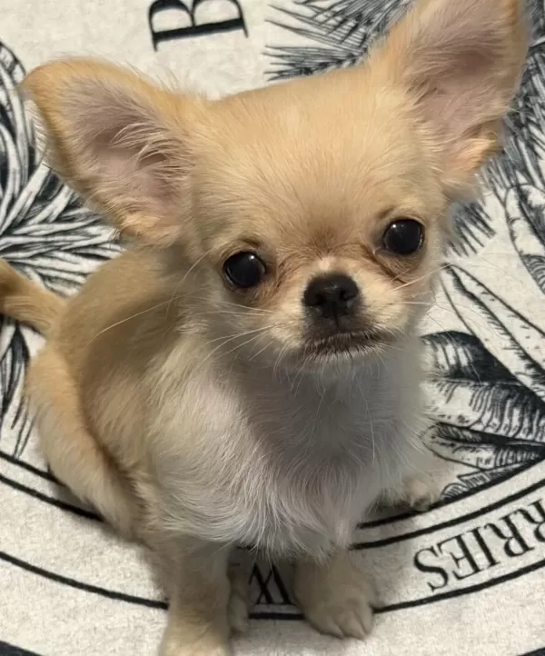 Sağlıklı Chihuahua 4 Aylık