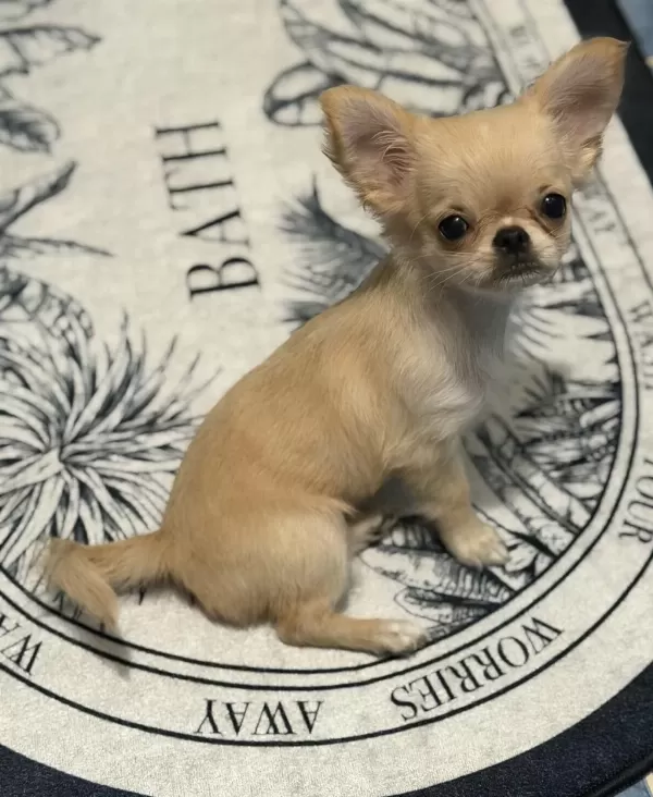 Sağlıklı Chihuahua 4 Aylık