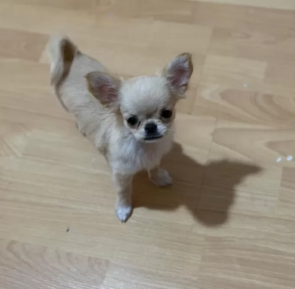 Sağlıklı Chihuahua 4 Aylık