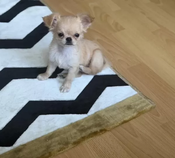 Sağlıklı Chihuahua 4 Aylık