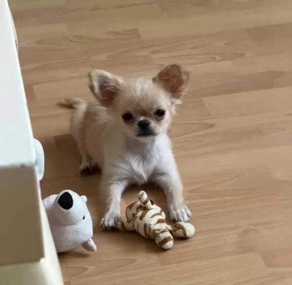 Sağlıklı Chihuahua 4 Aylık