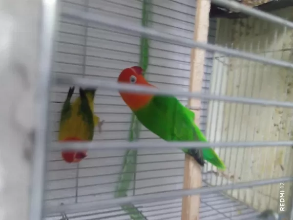 Green Opalin Green Ewening