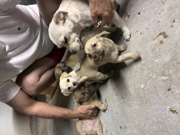 Fini Köpeği Yavruları