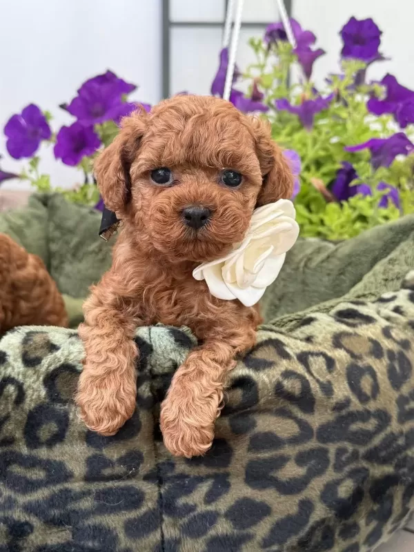 Sağlıklı Toy Poodle Puppy