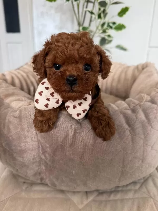 Sağlıklı Toy Poodle Puppy