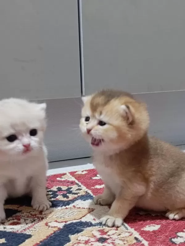 Koca Ayı Surat Boncuk Gözler British Shorthair Yavrular