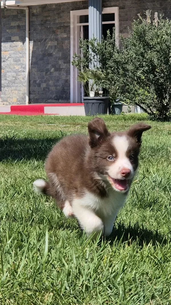 En Güzel Border Collie Yavru İstanbul