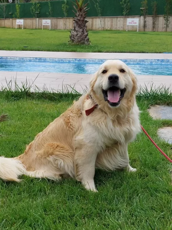 Wn İyisini İsteyene Harika Golden Yavrulari