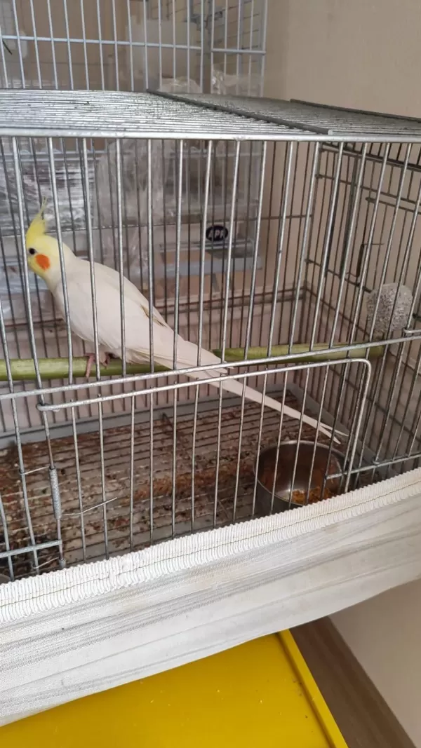 Satılık Sultan Papağanı 1 Yaşında