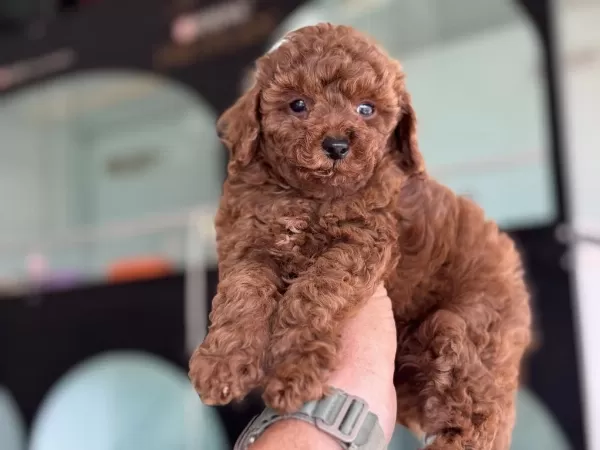 Ruhsatlı Çiftlikde Ziyarete Açık Toy Poodle Yavrular