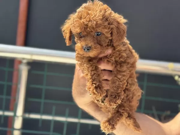 Ruhsatlı Çiftlikde Ziyarete Açık Toy Poodle Yavrular