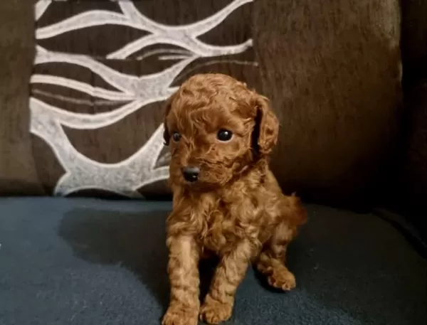 Ruhsatli Köpek Çiftliğinden Toy Poodle Yavrularimiz