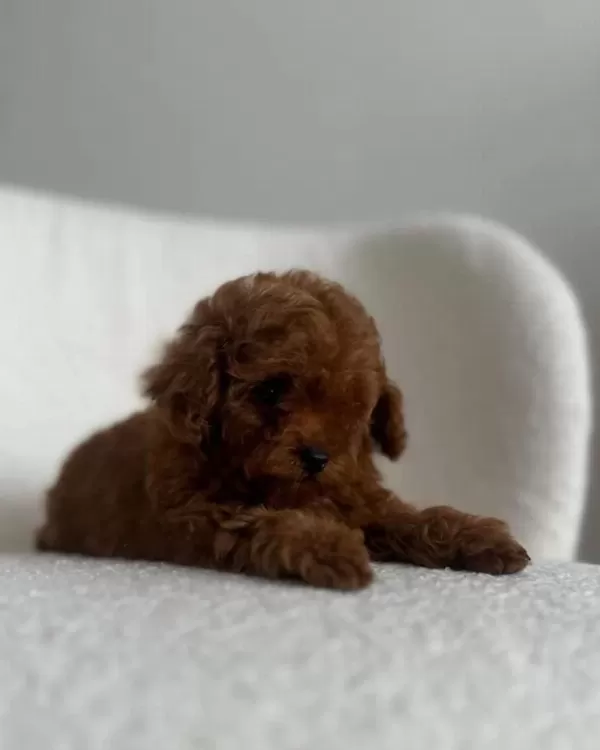 Sağlıklı Sevimli Toy Poodle